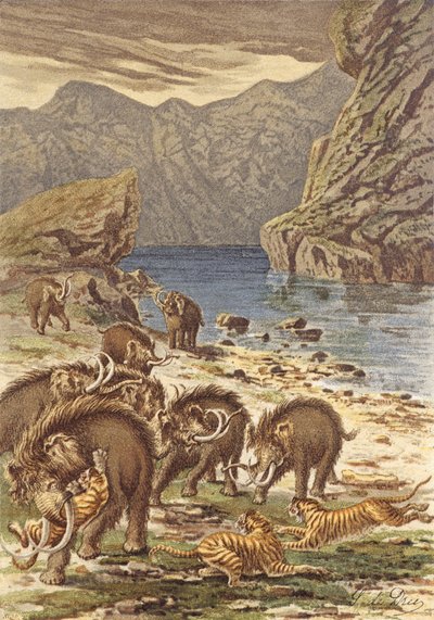 Frankreich vor dem Menschen, Kampf von Mammuts und Riesenkatzen (Farblithographie) von French School