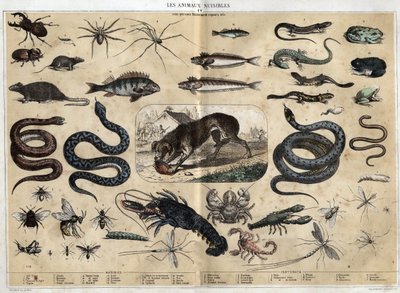 Les animaux nuisibles. Gravur von 1860 in „les Recreations instructives“ Synoptisches Gemälde von Jules DELBRUCK. Private Sammlung von French School