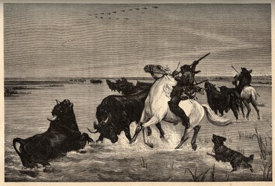 Die Ochsen (Rinderrasse) der Camargue nach dem Gemälde von Vayson - Gravur in PATRIE - Gravur in PATILE - Beschreibung der malerischen Frankreichs in 6 Bänden von Lucien Huard - Ende des 19. Jahrhunderts von French School