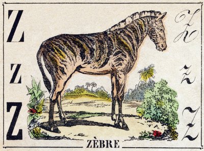 Buchstabe Z Zebra. Gravur in "Alphabet der wilden Tiere". 9. Serie. Bildersammlung von Epinal, Pellerin, Drucker-Verleger, um 1870 von French School