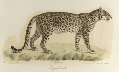 Leopard, Männchen, aus Histoire Naturelle des Mammifères von French School