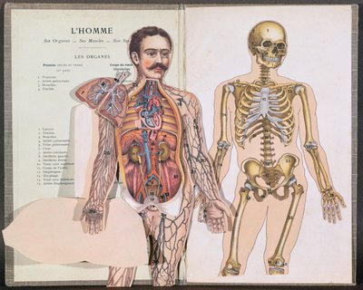 Der Mensch, seine Organe, seine Muskeln und sein Skelett, aus Anatomie Elementaire von Dr. Lelievre von French School