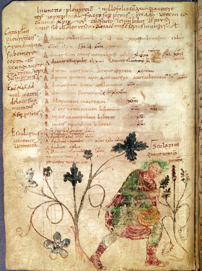 Aesculapius entdeckt Betonie, aus einem Manuskript von Antonius Musa von French School