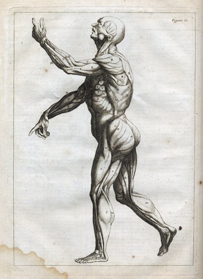 Menschliche Muskeln - Gravur in "Abstrakte Anatomie, angepasst an die Künste der Malerei und Bildhauerei" - "Abrege d