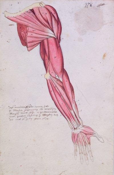 Muskulatur des Arms und der Schulter, 1634 (Feder & Tinte und Aquarell auf Papier) von French School