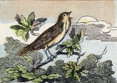 Nachtigall. Gravur in "Buffon Alphabet des Oiseaux n 1" von French School