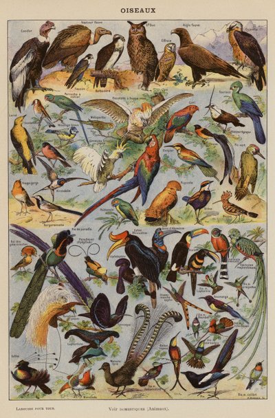 Vögel (Farblithographie) von French School