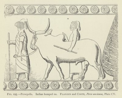 Persepolis, Indischer Buckelrind von French School