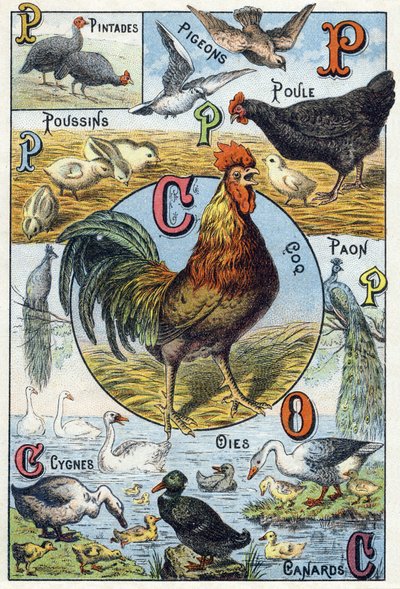 Tafel 3: Perlhühner, Tauben, Küken, Henne, Hahn, Pfau, Schwäne, Gänse, Enten. Gravur in "Syllabary alphabet of domestic animals and farmyard". Serie A. Pellerin et Cie, Drucker-Verleger, Epinal, Ende des 19. Jahrhunderts. Chromolithographien. Dim: 19,5 x 1 von French School