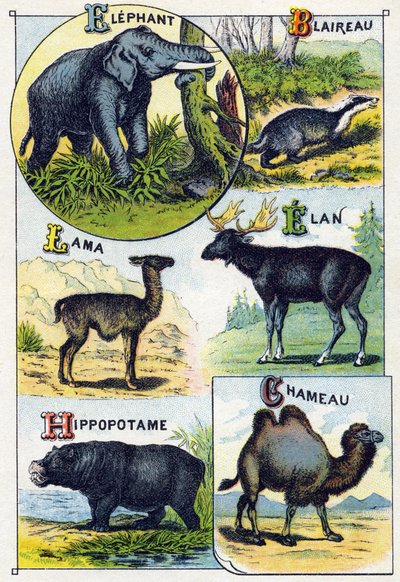Tafel 4: Elefant, Dachs, Lama, Elan, Nilpferd, Kamel. Gravur in "Syllabary alphabet of wild animals". Serie A. Pellerin et Cie, Drucker-Verleger, Epinal, Ende des 19. Jahrhunderts. Chromolithographien. Kleines 8-seitiges Werbealbum mit einem Silbenalphabet von French School