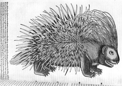 Stachelschwein, aus 