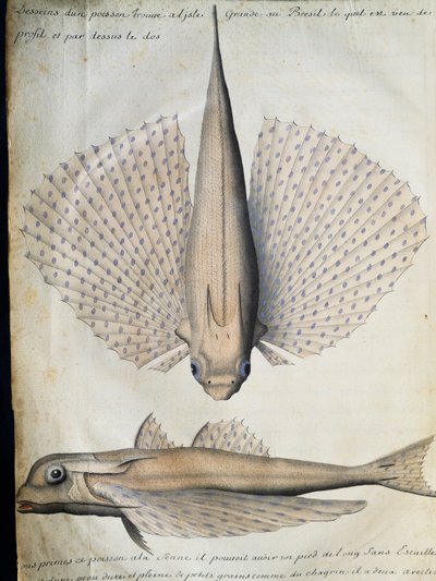 Profil und Rücken eines geflügelten Fisches, Big Island, Brasilien, Aquarell aus dem Logbuch von Jacques Gouin de Beauchesne (1652-1730), Kapitän der Compagnie royale de la Mer du Sud, von 1698 bis 1701, Frankreich von French School
