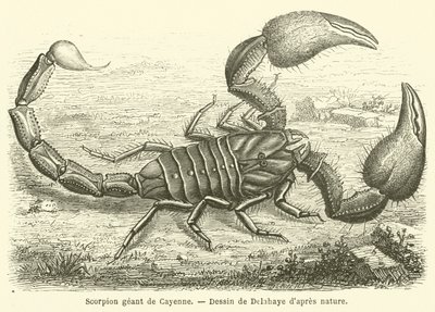 Riesenskorpion von Cayenne von French School