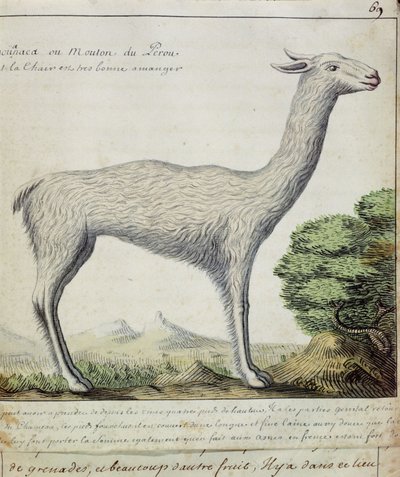 Schafe von Peru (Lama oder Alpaka) von French School