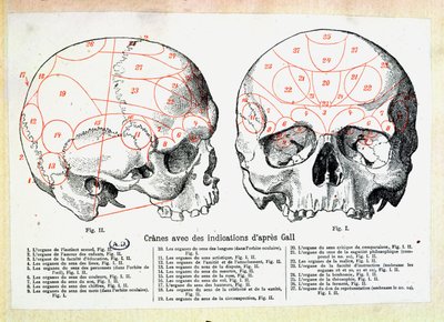 Schädel mit phrenologischen Angaben nach Franz Josef Gall von French School