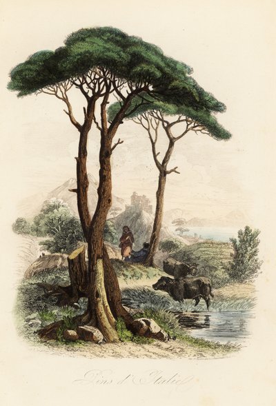 Steinkiefer, Pinus pinea, auch bekannt als italienische Steinkiefer, Schirmkiefer und Sonnenschirmkiefer von French School