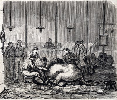 Die Nationale Veterinärschule von Alfort - Die großen Schulen Frankreichs - Veterinärschule von Maison-Alfort 1866 - Der Seziersaal - Gravur in „Le Monde Illustré“ 1866 von French School