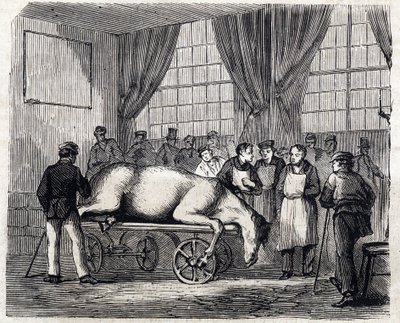 Die Nationale Veterinärschule von Alfort - Die großen Schulen Frankreichs - Veterinärschule von Maison Alfort im Jahr 1866 - der Operationssaal - Gravur in „Le monde illustre“ von 1866 von French School
