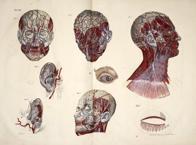 Der Kopf, Auge, Hals und Ohrgewebe, 