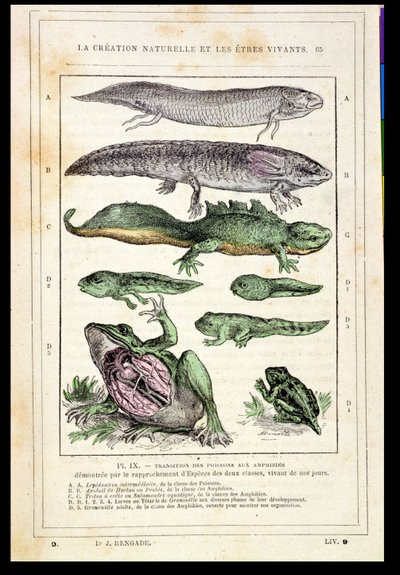 Übergang von Fischen zu Amphibien, aus einem Buch von Dr. Rengade, ca. 1880 von French School