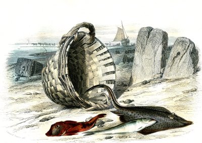 Rotbarbe (Trigla cuculus), Wittling (Merlangius merlangus), Rochen (Dipturus batis) - Tafel aus Histoire Naturelle von Bernard Germain de Lacepede (1856-1925), Ausgabe P.Furme, Paris von French School