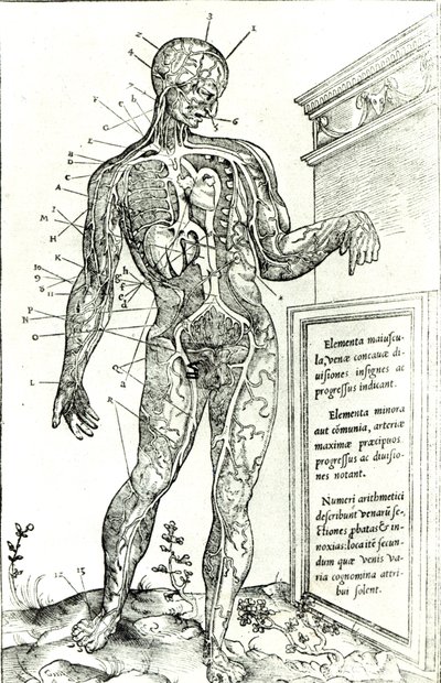 Gefäßsystem nach Charles Etienne, aus De dissectione partium corporis humani libri tres, 1545 von French School