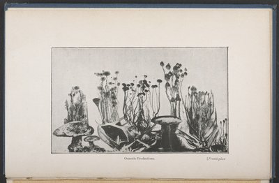 Osmotische Vegetation, Abb. 62, S. 163, aus 