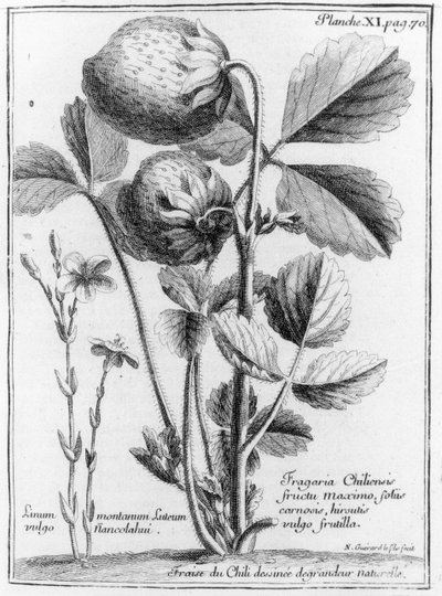 Westküsten-Kiefer-Erdbeere, aus Relation du voyage de la mer du sud aux cotes du Chily et du Perou 1712-16 von A.F. Frezier, veröffentlicht 1716 von French School