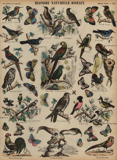Wildvögel (Farbstich) von French School
