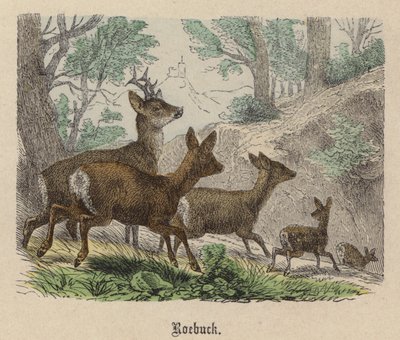 Rehbock von Friedrich Specht