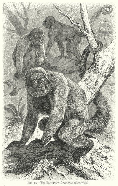 Der Barrigudo (Lagothrix Humboldti) (Gravur) von Friedrich Specht