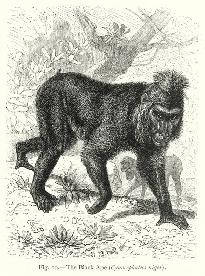 Der Schwarze Affe (Cynocephalus Niger) von Friedrich Specht