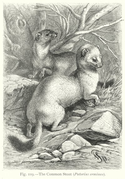 Das Hermelin (Putorius Erminea) von Friedrich Specht