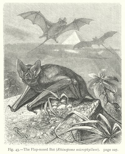 Die Lappen-Nasen-Fledermaus (Rhinopoma Microphyllum) von Friedrich Specht