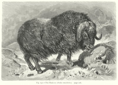Der Moschusochse (Ovibos Moschatus) von Friedrich Specht