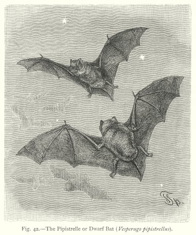 Die Zwergfledermaus (Vesperugo Pipistrellus) von Friedrich Specht