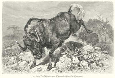 Das Gnu oder Weißschwanzgnu (Catoblepas Gnu) von Friedrich Specht
