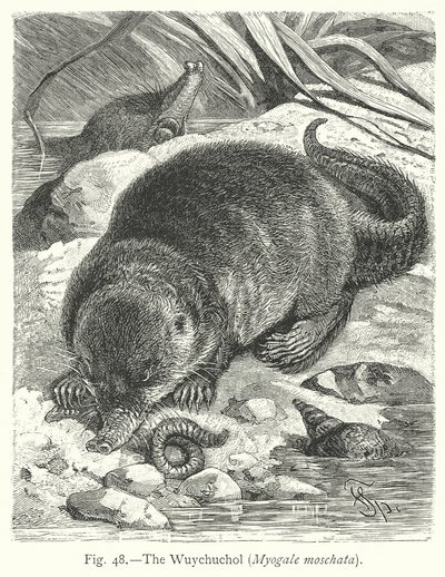 Der Wuychuchol (Myogale Moschata) von Friedrich Specht