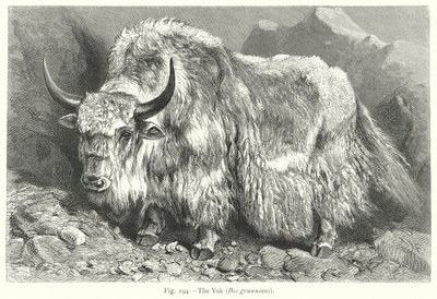 Der Yak (Bos Grunniens) von Friedrich Specht