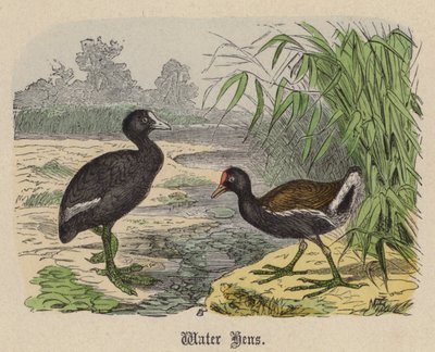 Wasserhühner (kolorierte Gravur) von Friedrich Specht