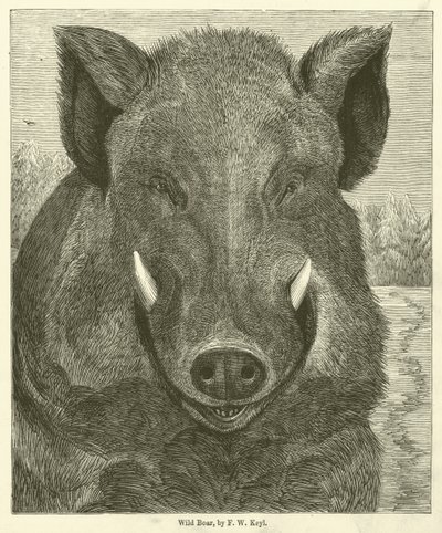 Wildschwein von Friedrich Wilhelm Keyl