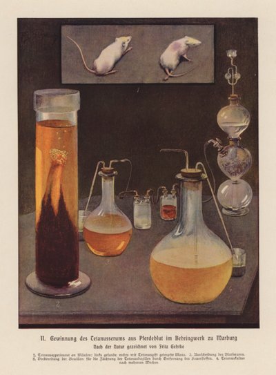 Gewinnung von Tetanus-Serum aus Pferdeblut, Marburg, Deutschland von Fritz Gehrke