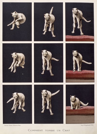 Wie eine Katze fällt, aus Les Dernieres Merveilles de la Science von Daniel Bellet von G. Lasellaz