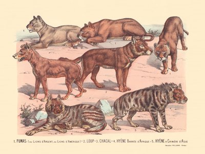Seite 13: Pumas oder Silberlöwen oder Amerikanische Löwen, Wolf, Schakal, Afrikanische Streifenhyäne, Asiatische Mähnenhyäne von Gabriel Gostiaux