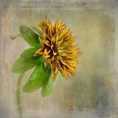 Sanfte Goldene Blüte von Gaille Gray