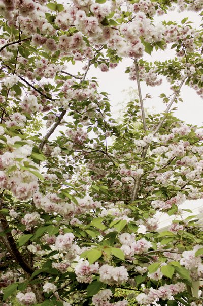 Kirschblüten Frühling von Gemma Bardot