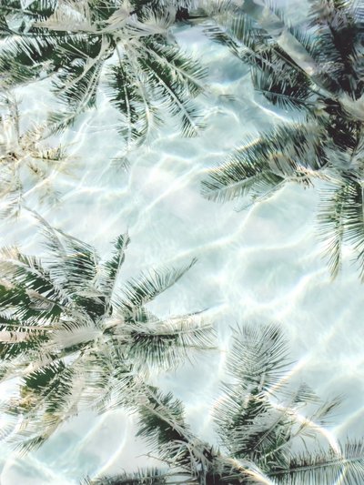 Klare Wasser-Palmenspiegelungen von Gemma Bardot