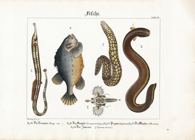 Vielfalt der Meeresfauna: Großer Seenadel, Lumpfisch, Seemotte, Muräne und Zitteraal von Georg Bretzing