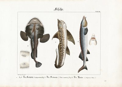 Meeresfische: Anglerfisch, Kaninchenfisch und Belugastör von Georg Bretzing