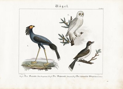 Sekretärvogel, Schnee-Eule und Tyrannenwürger von Georg Bretzing